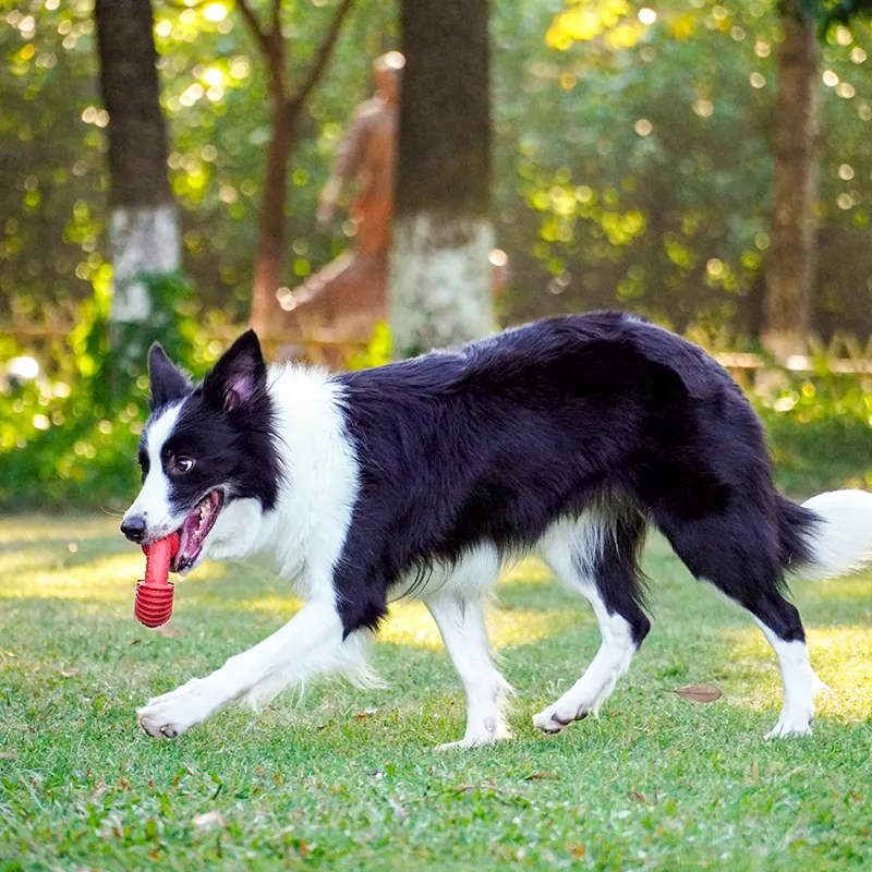 Juguete para perros resistente al mordisco de anillo roscado